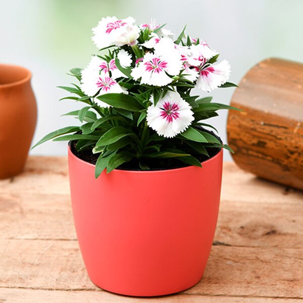 Dianthus (White Pink) - Plant